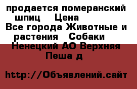продается померанский шпиц  › Цена ­ 35 000 - Все города Животные и растения » Собаки   . Ненецкий АО,Верхняя Пеша д.